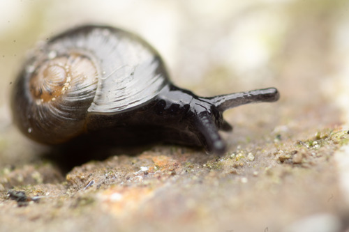 Oligolimax annularis