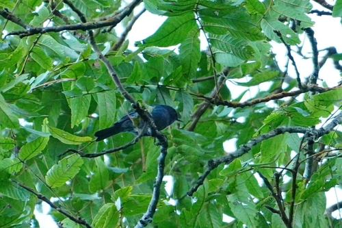 Bluish Flowerpiercer (Diglossa caerulescens), photo 8