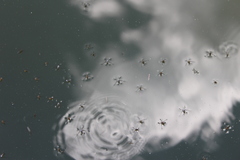 Trepobates subnitidus