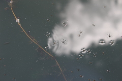 Trepobates subnitidus