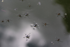 Trepobates subnitidus