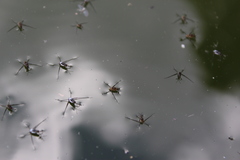 Trepobates subnitidus