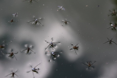 Trepobates subnitidus