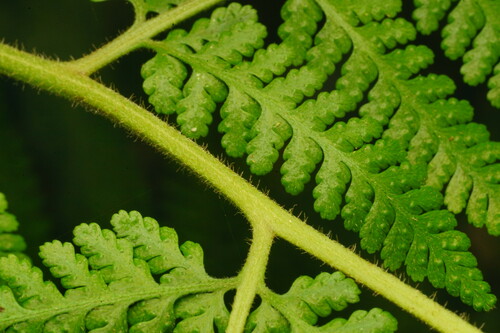 Microlepia speluncae