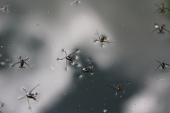 Trepobates subnitidus