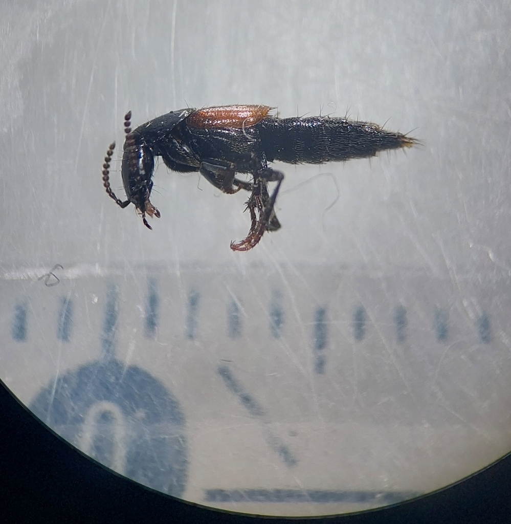 Quedius ochripennis
