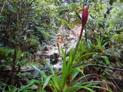 Guzmania claviformis
