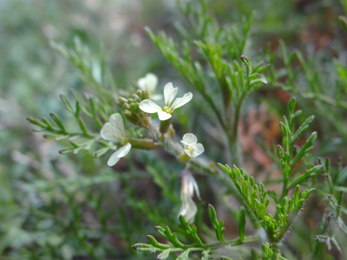 Ward's Weed