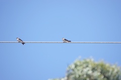 Pygochelidon cyanoleuca
