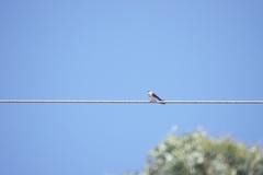Pygochelidon cyanoleuca
