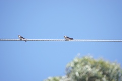 Pygochelidon cyanoleuca