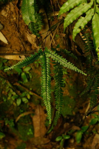 Lindsaea obtusa observed 2024-11-29