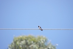 Pygochelidon cyanoleuca