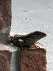 Leiocephalus carinatus