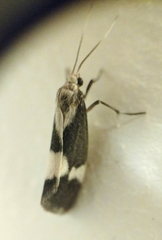 Cisthene faustinula