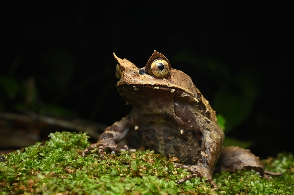 Kobayashi's Horned Frog (Pelobatrachus kobayashii)