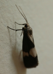 Cisthene faustinula