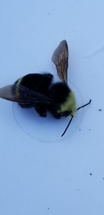 Bombus vosnesenskii