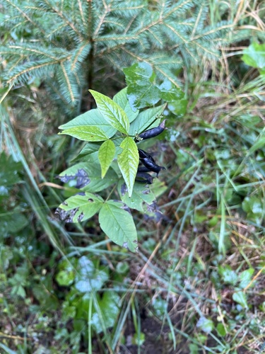 Image of Vicia oroboides by no rights reserved