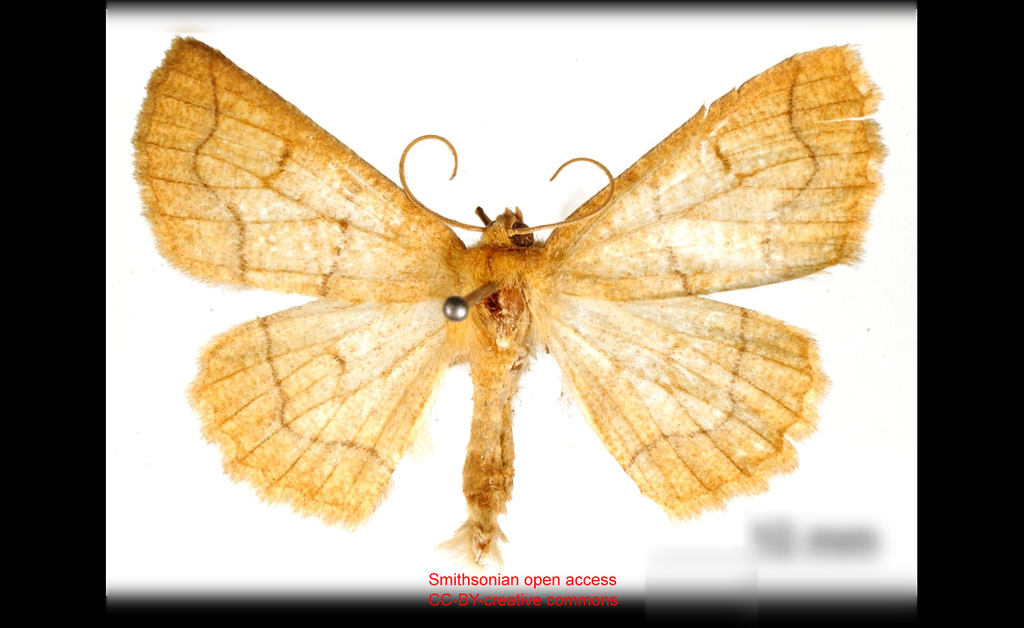 Sabulodes polydora