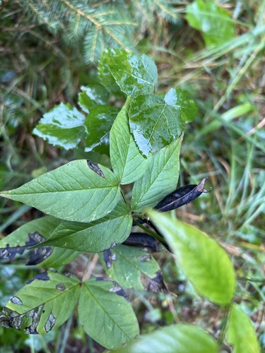Image of Vicia oroboides by no rights reserved