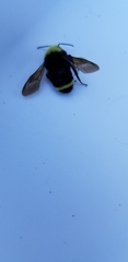Bombus vosnesenskii