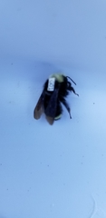 Bombus vosnesenskii