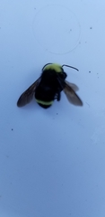 Bombus vosnesenskii