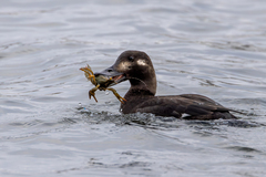 Velvet Scoter photo 4