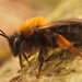 Clark's Mining Bee - Photo (c) 2015 Henk Wallays, some rights reserved (CC BY-NC)