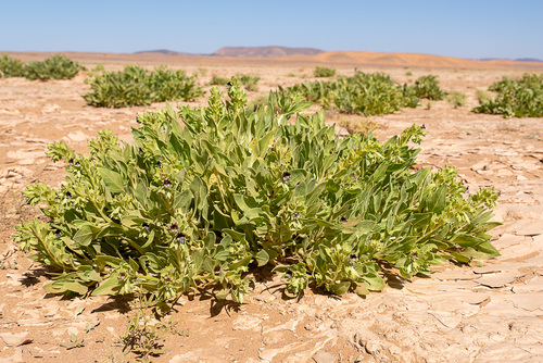 Egyptian henbane