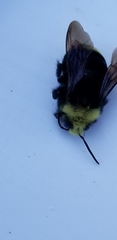 Bombus vosnesenskii