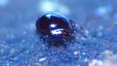 Galumnidae