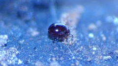 Galumnidae