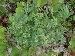Euphorbia atoto