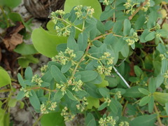 Euphorbia atoto