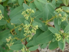 Euphorbia atoto