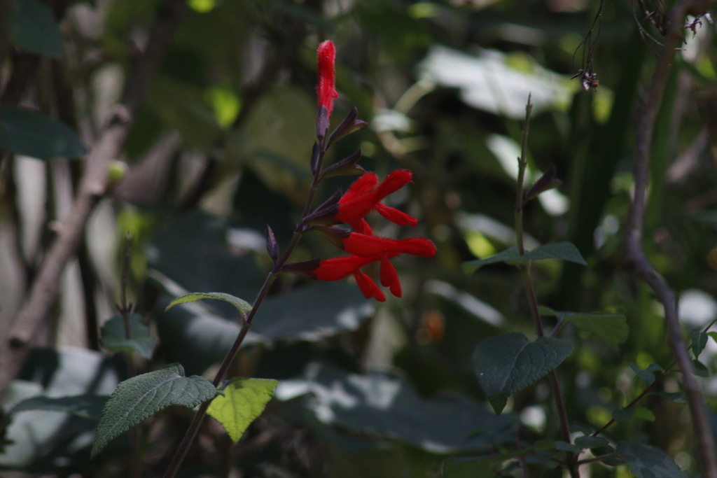 Cardinal Sage from Cd. de México, México on December 1, 2024 at 12:04 ...