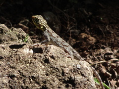 Agama dodomae