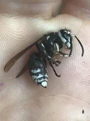 Dolichovespula maculata