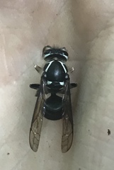 Dolichovespula maculata
