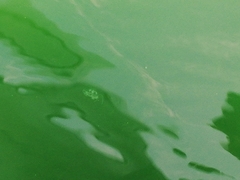 Craspedacusta sowerbii