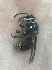 Dolichovespula maculata