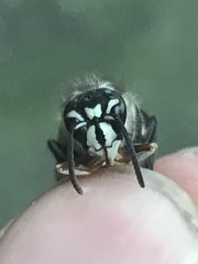 Dolichovespula maculata
