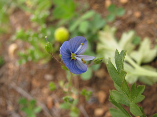 Image of Veronica syriaca by (c) Nachman bones, some rights reserved (CC BY)