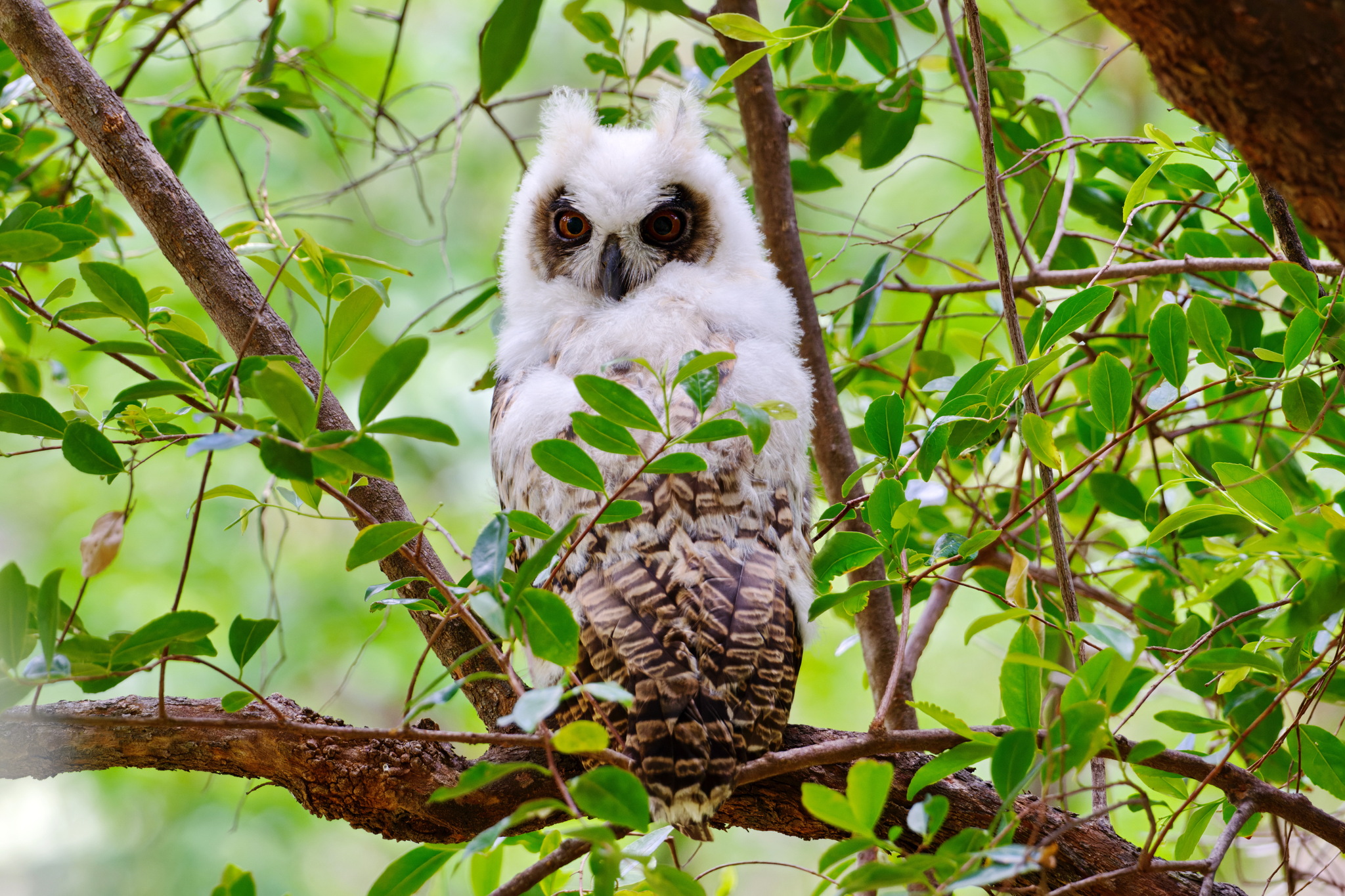 Madagascar Owl (Asio madagascariensis), photo 4