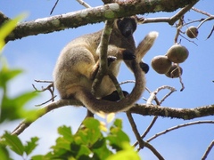 Dendrolagus lumholtzi