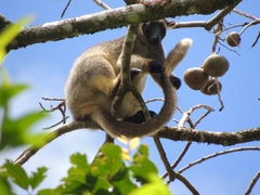 Dendrolagus lumholtzi