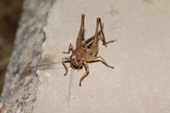 Bucephaloptera bucephala