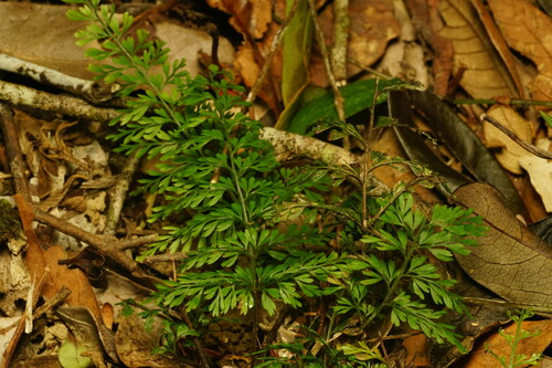 Lindsaea kawabatae iNat (2)